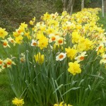 Daffodils 2015