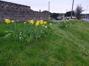 Daffodils Litchard 2019