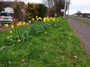 Daffodils Pendre 2019